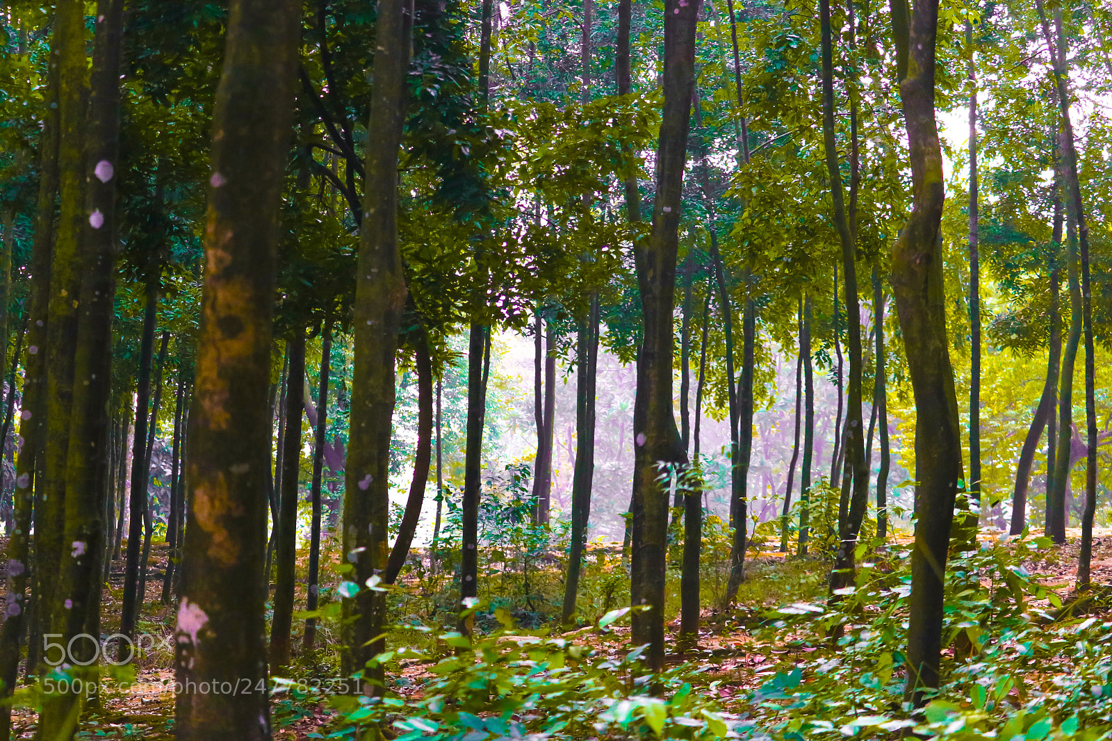 Canon EOS 750D (EOS Rebel T6i / EOS Kiss X8i) sample photo. It's not a forest! photography