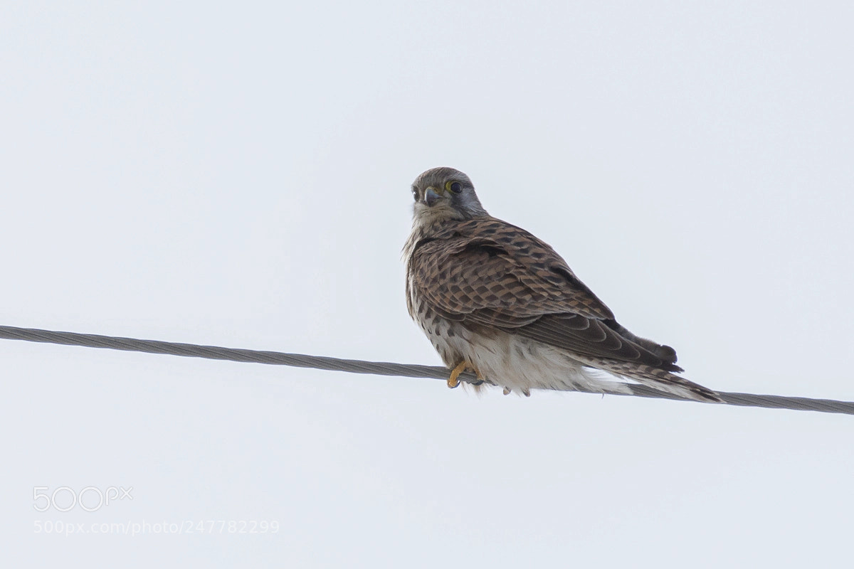 Nikon D7200 sample photo. Common kestrel-начин шонхор photography