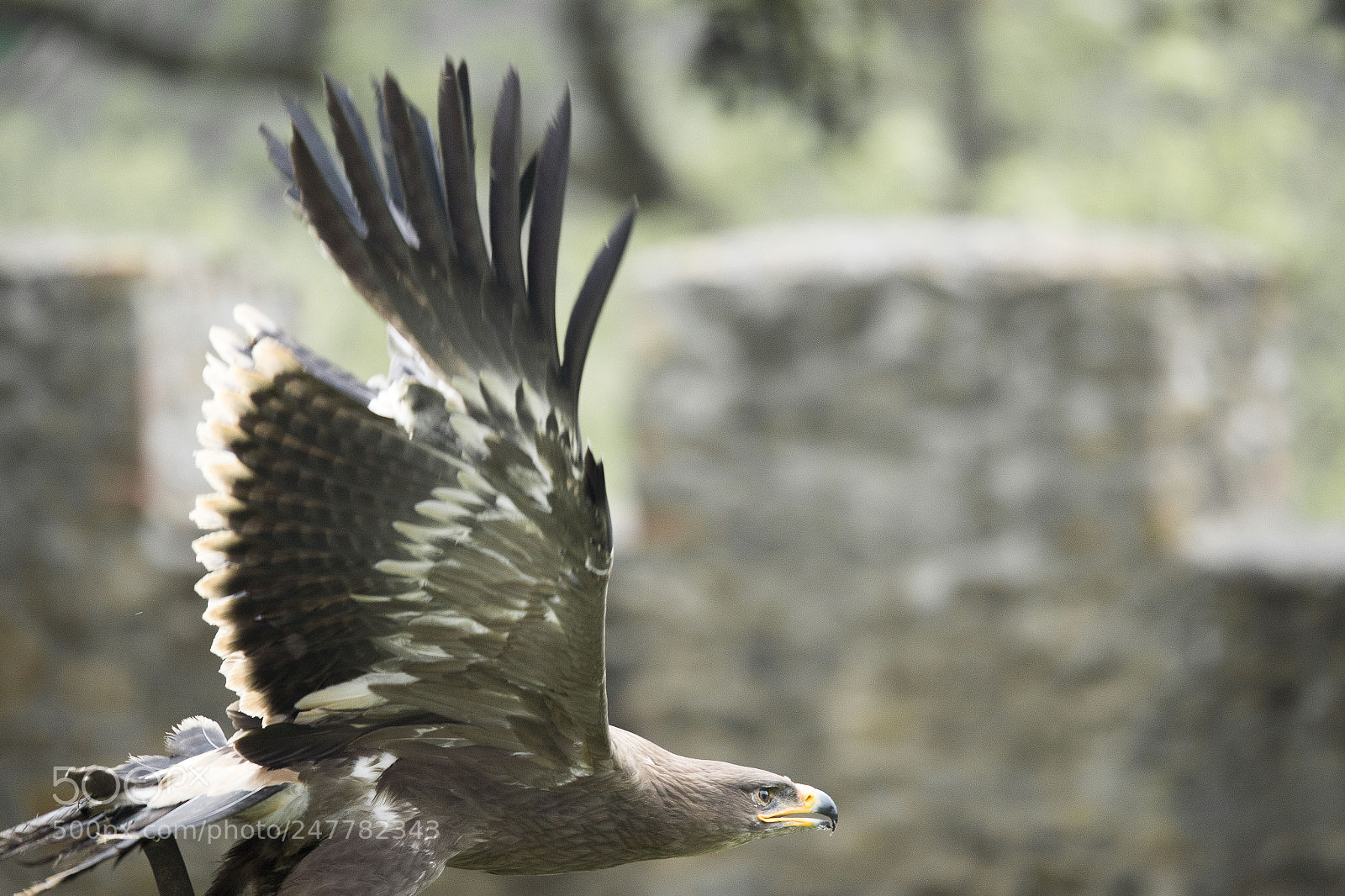 Canon EOS-1D X Mark II sample photo. Burg falkenstein2 photography
