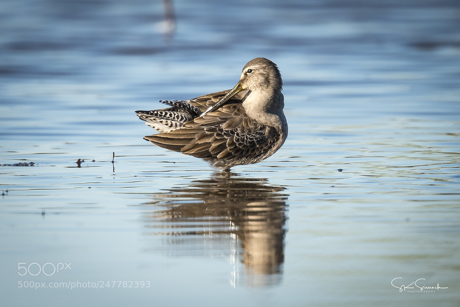 Nikon D800 sample photo. Long billed dowitcher photography
