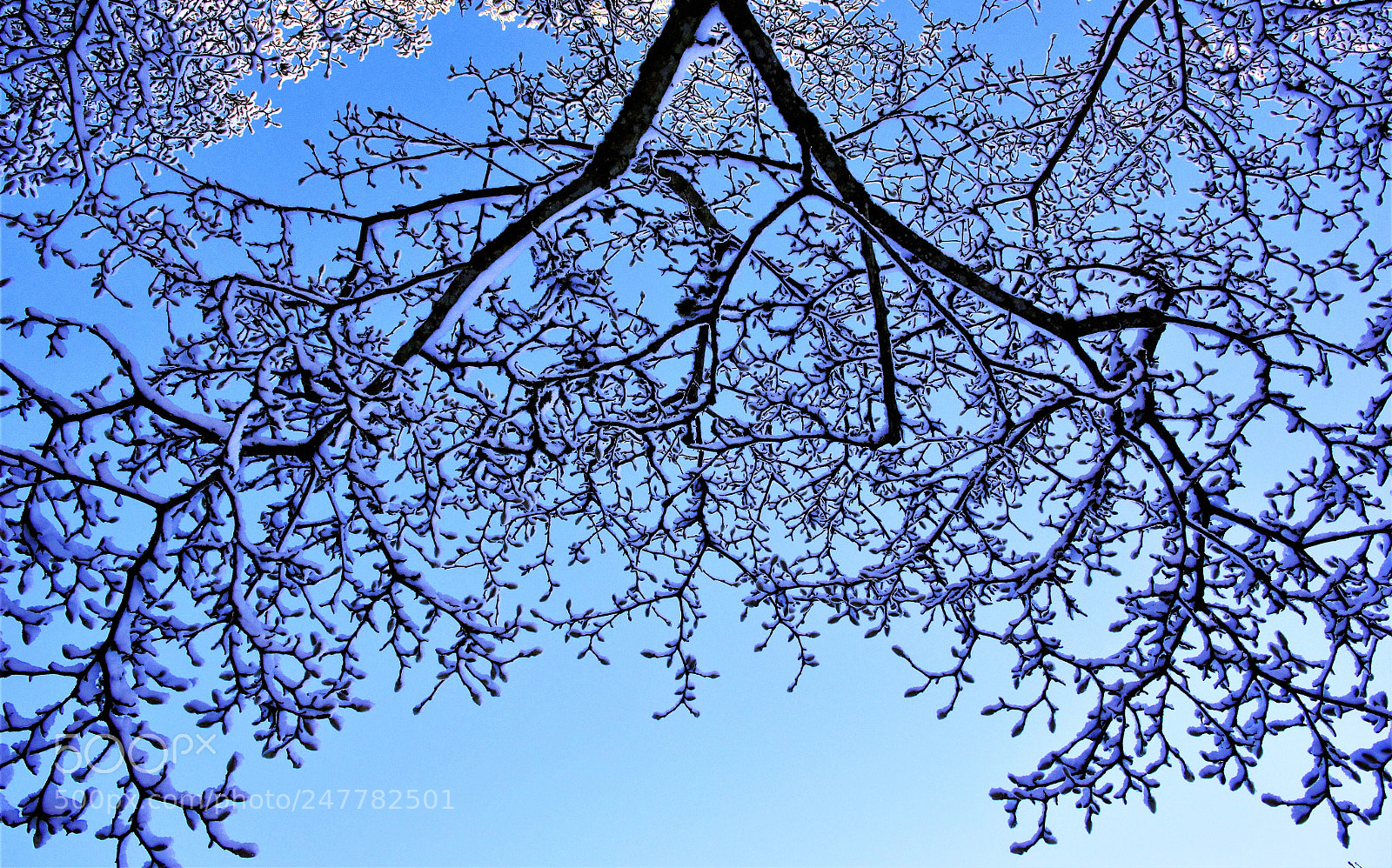 Canon EOS 60D sample photo. Magnolia tree “flower"－－玉兰“花开” photography