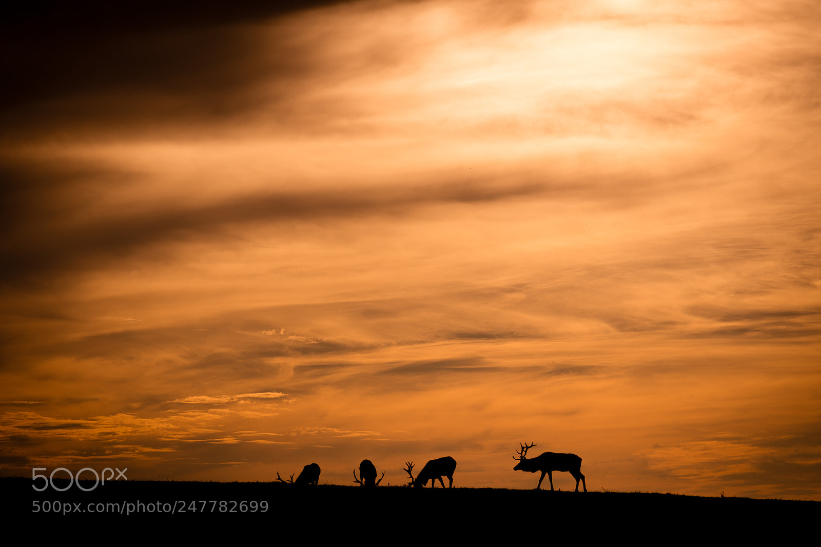 Nikon D500 sample photo. Deer sunset photography