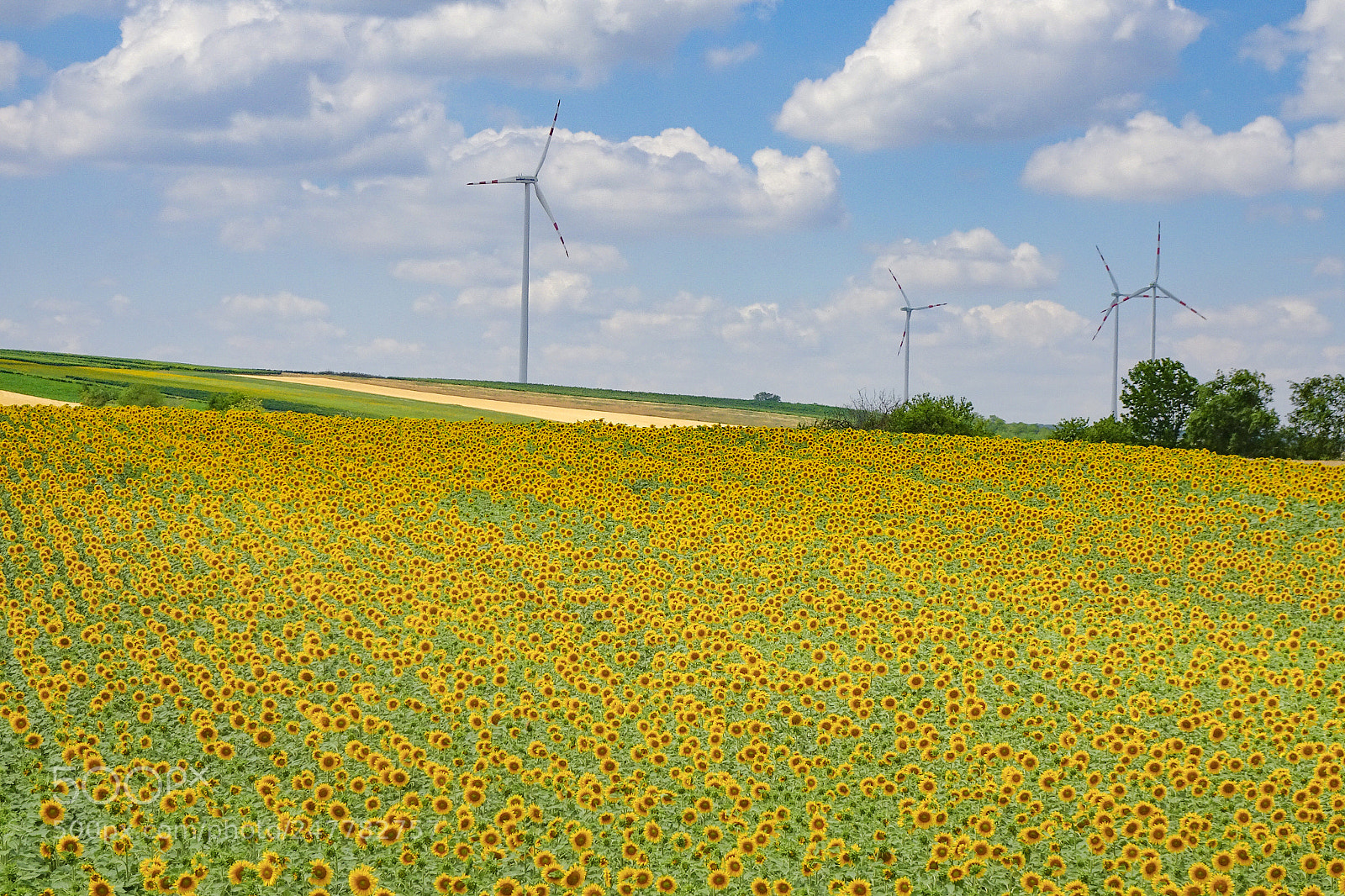 Sony Cyber-shot DSC-HX80 sample photo. Infinity sunflower photography
