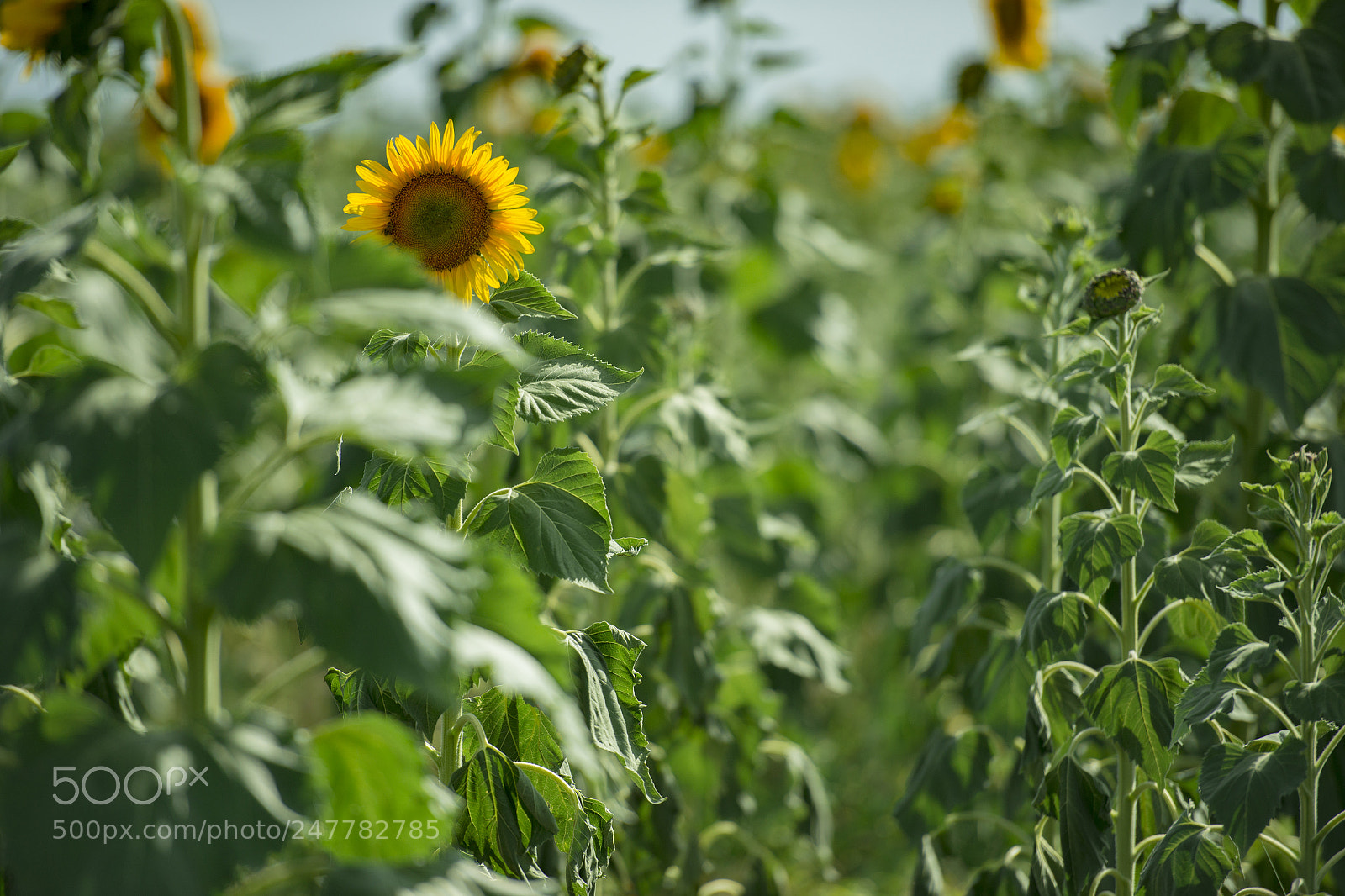 Nikon D800 sample photo. Sunflowers in a field photography