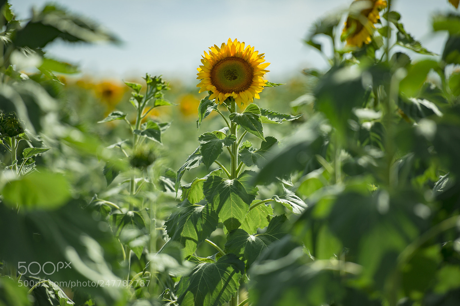 Nikon D800 sample photo. Sunflowers in a field photography