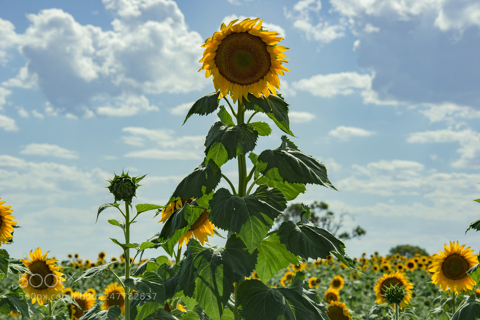 Nikon D800 sample photo. Sunflowers in a field photography