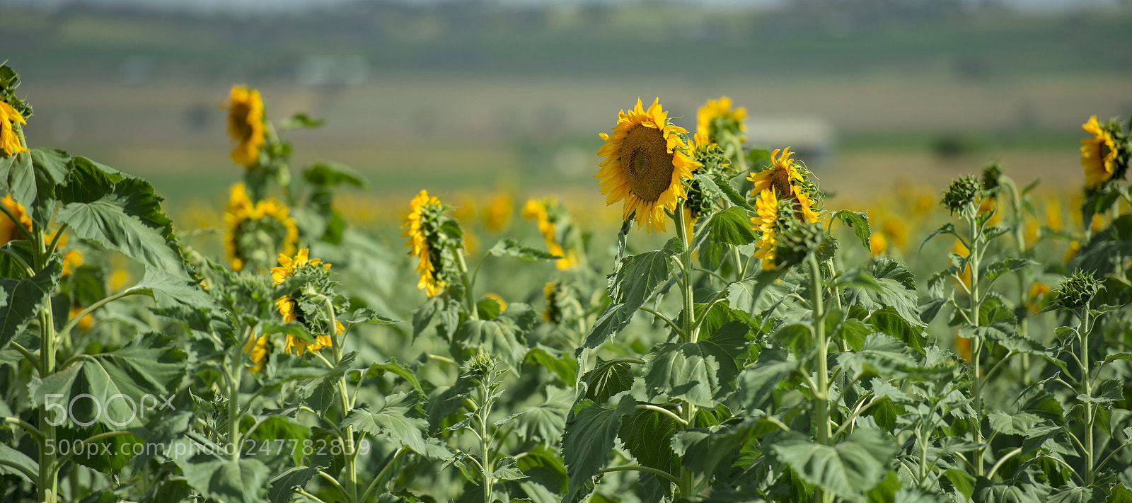 Nikon D800 sample photo. Sunflowers in a field photography