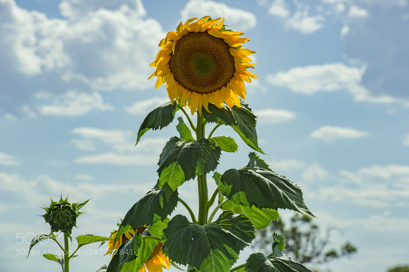 Nikon D800 sample photo. Sunflowers in a field photography
