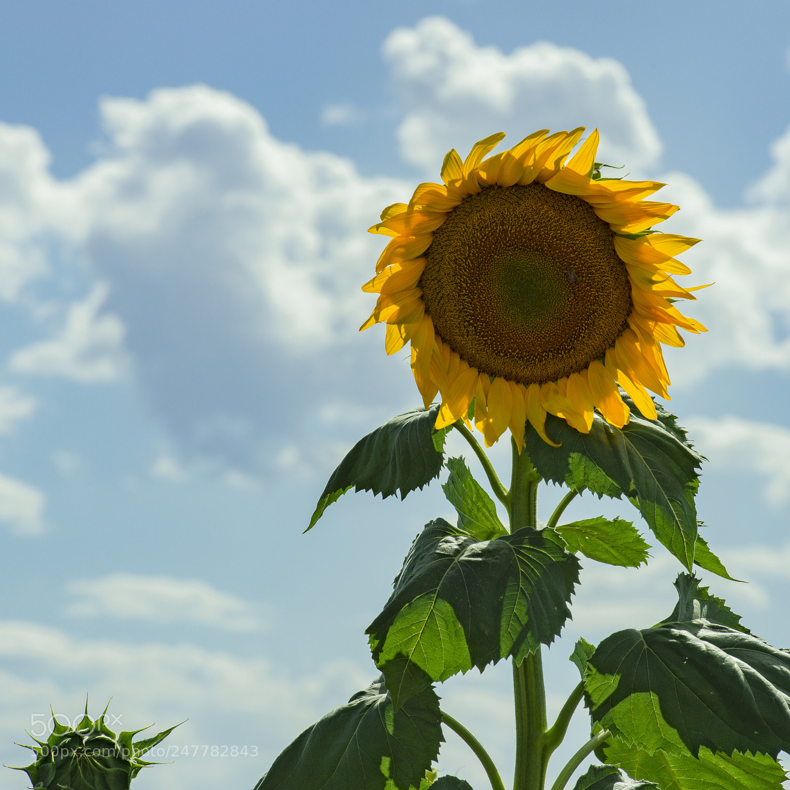 Nikon D800 sample photo. Sunflowers in a field photography