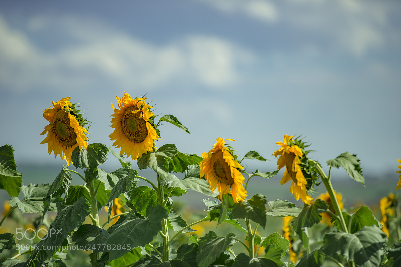 Nikon D800 sample photo. Sunflowers in a field photography