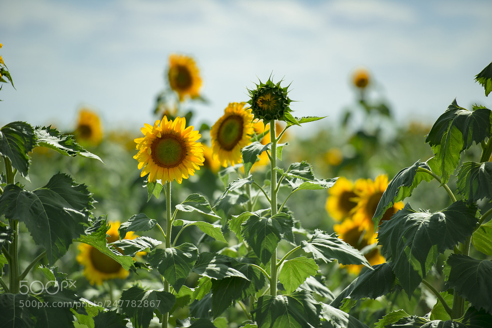 Nikon D800 sample photo. Sunflowers in a field photography