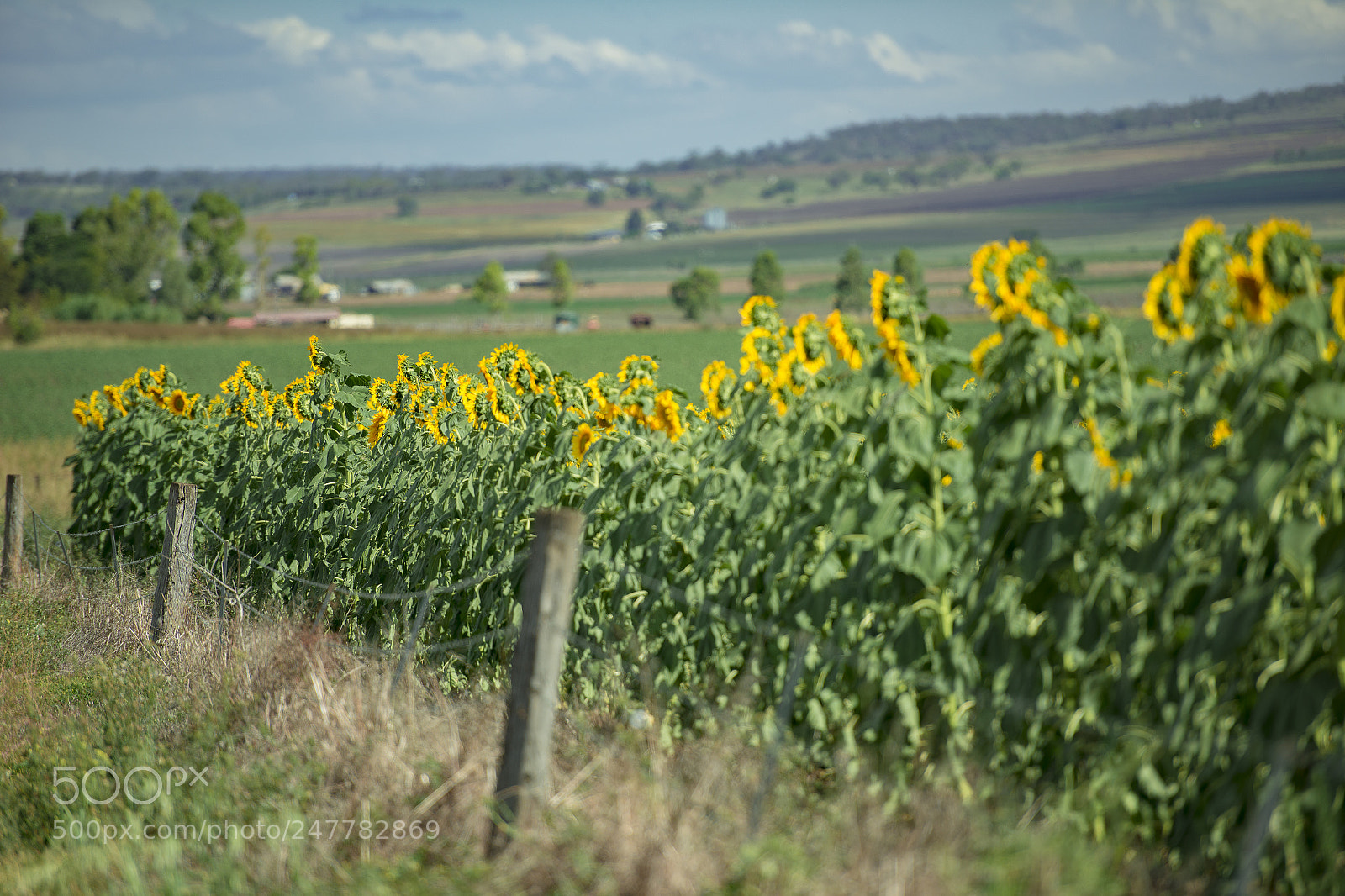 Nikon D800 sample photo. Sunflowers in a field photography