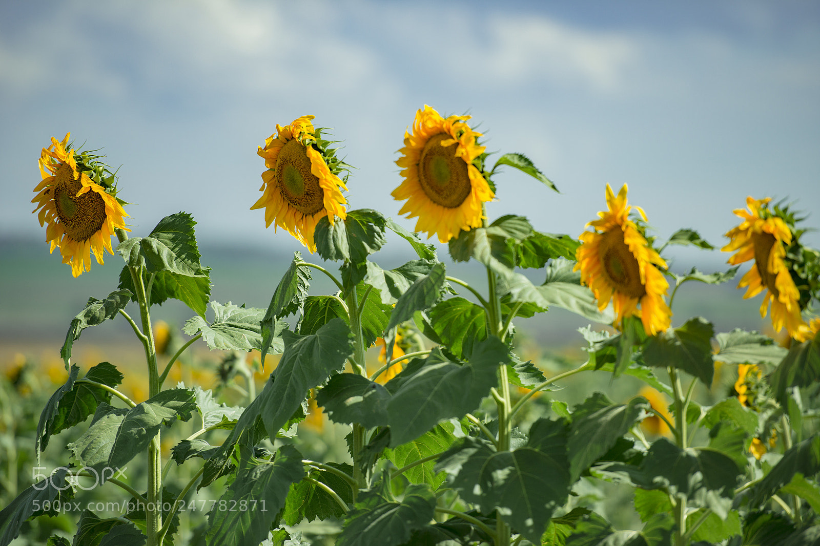 Nikon D800 sample photo. Sunflowers in a field photography