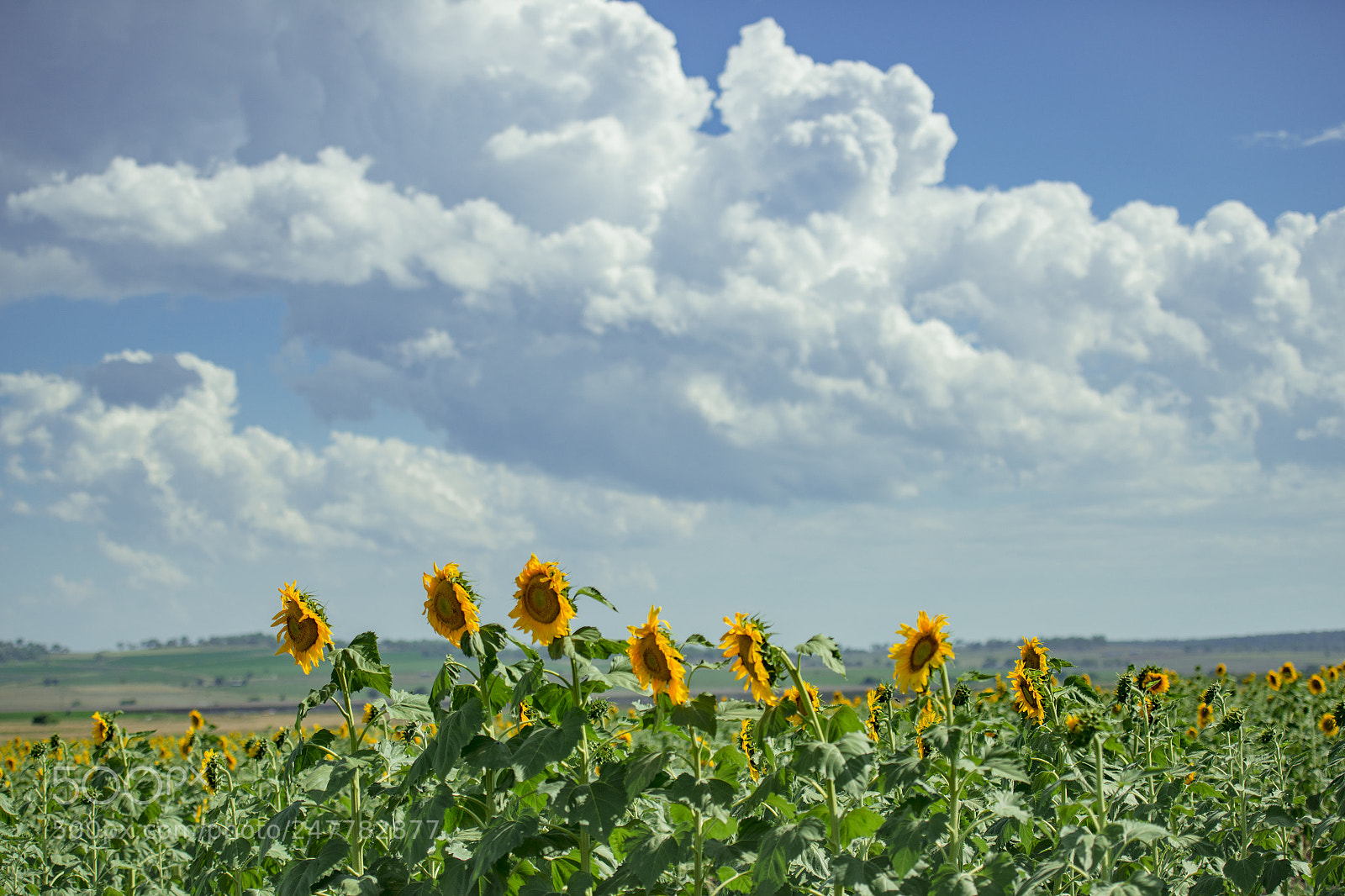 Nikon D800 sample photo. Sunflowers in a field photography