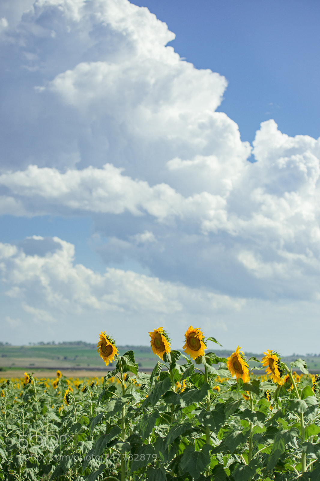 Nikon D800 sample photo. Sunflowers in a field photography