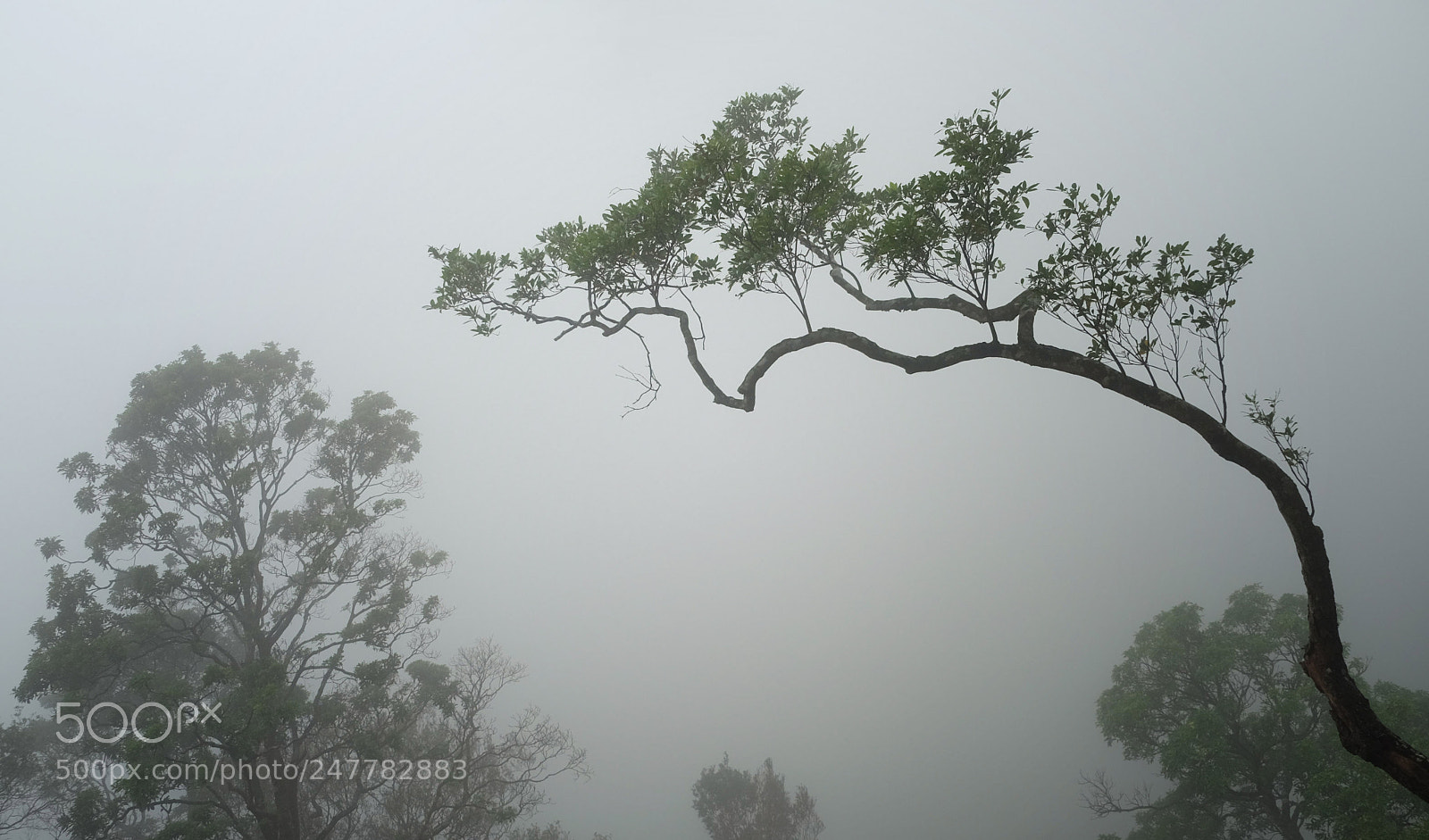 Fujifilm X-T10 sample photo. Dragon shape photography