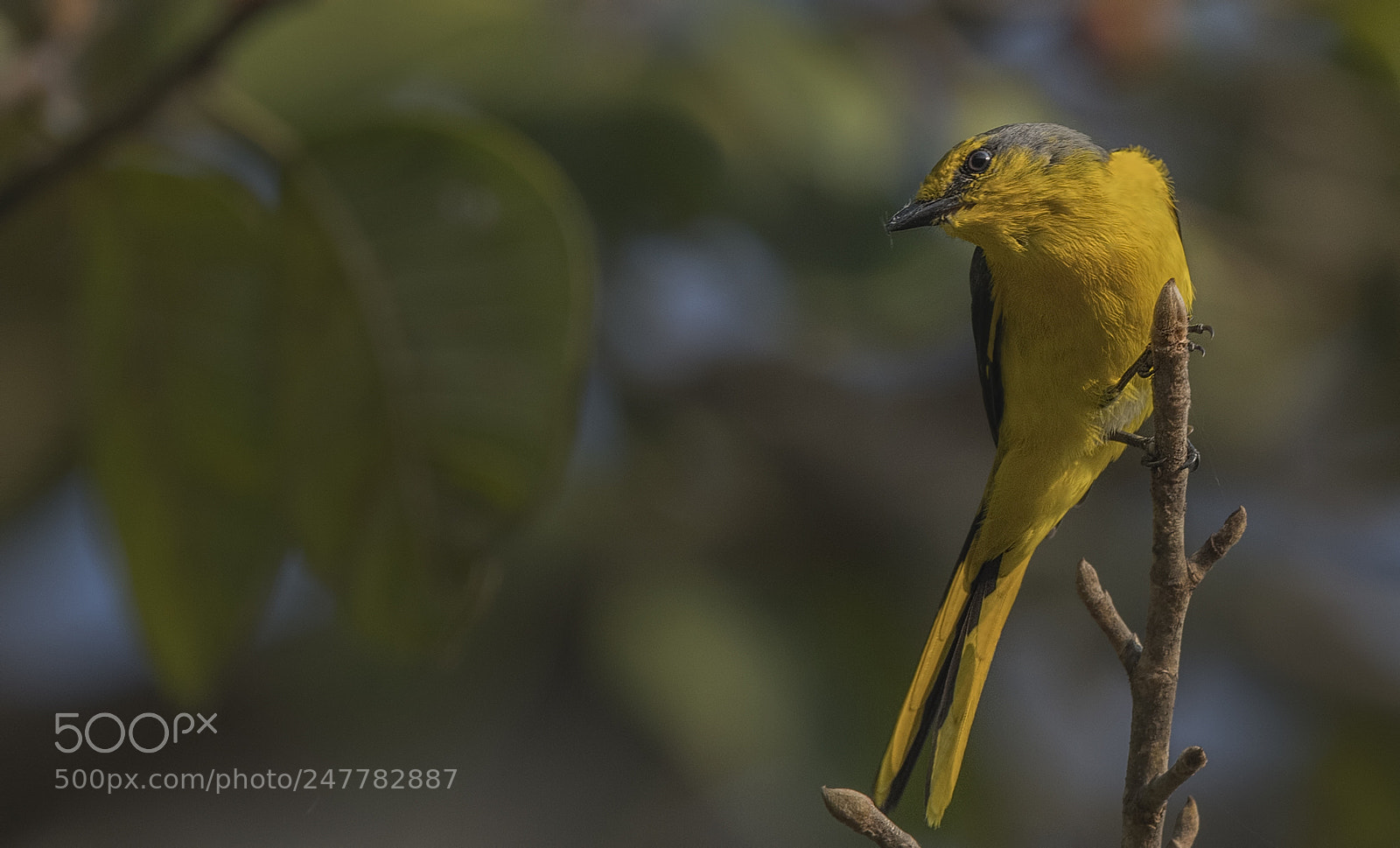 Nikon D500 sample photo. Scarlet minivet (female) photography