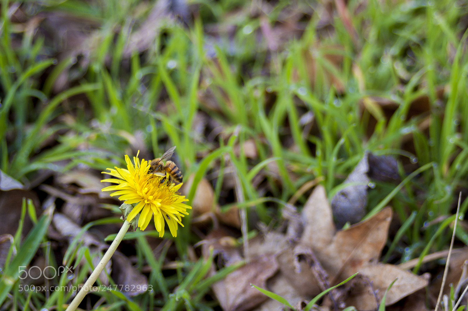 Canon EOS 50D sample photo. Mg photography