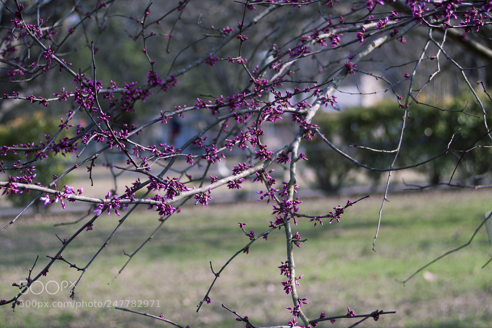 Canon EOS 50D sample photo. Graded photography