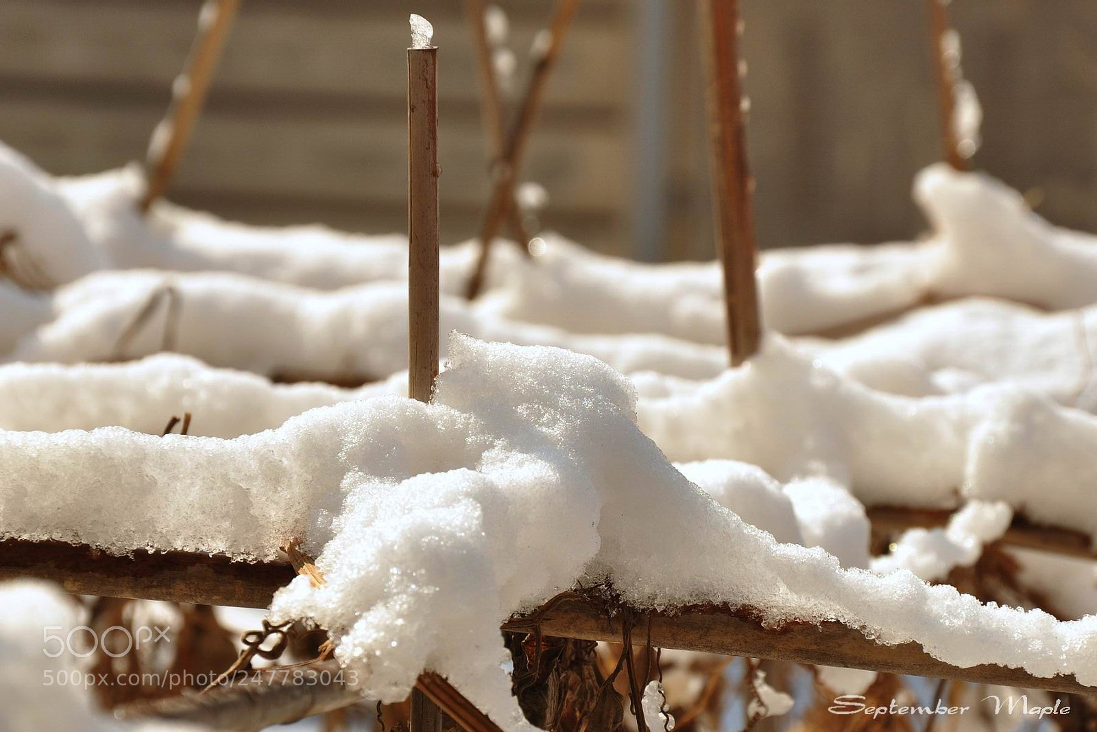 Nikon D90 sample photo. 早春的雪 photography