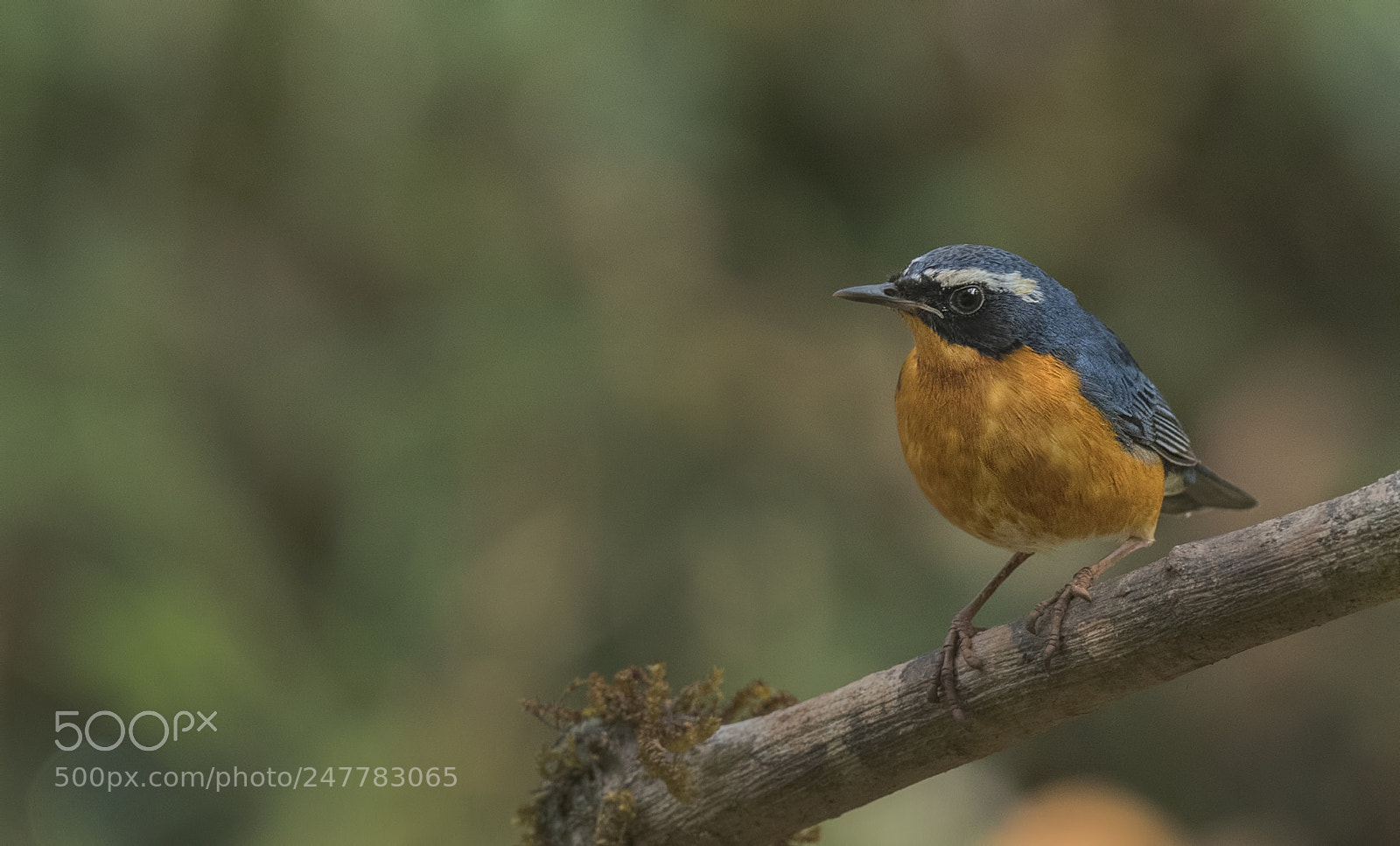 Nikon D500 sample photo. Indian blue robin photography