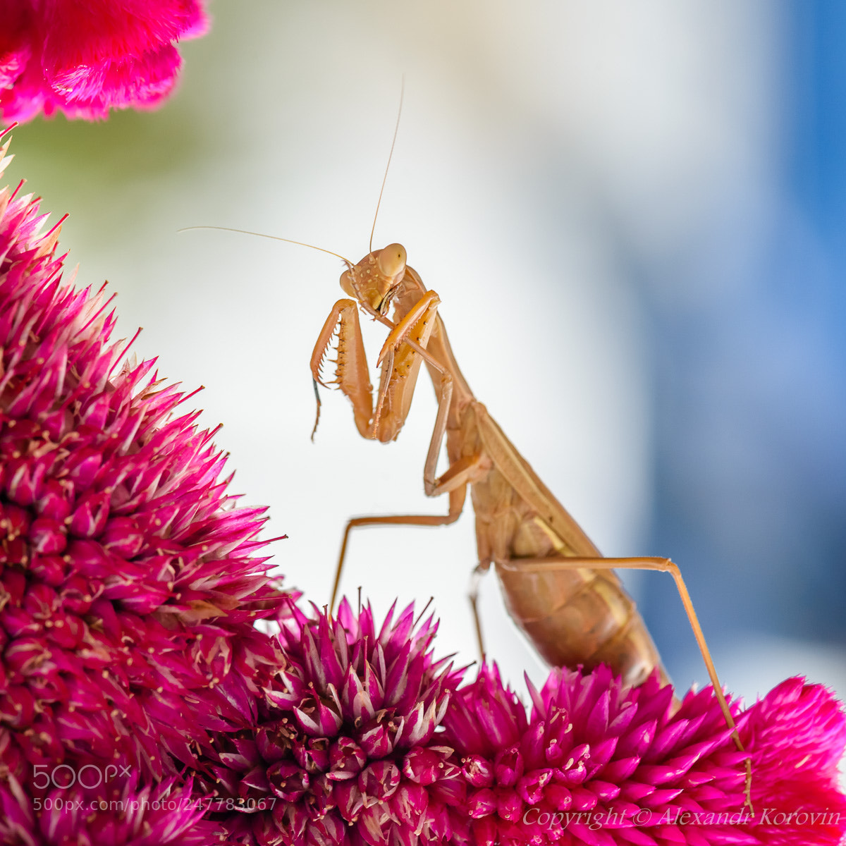 Nikon D610 sample photo. Neat person photography