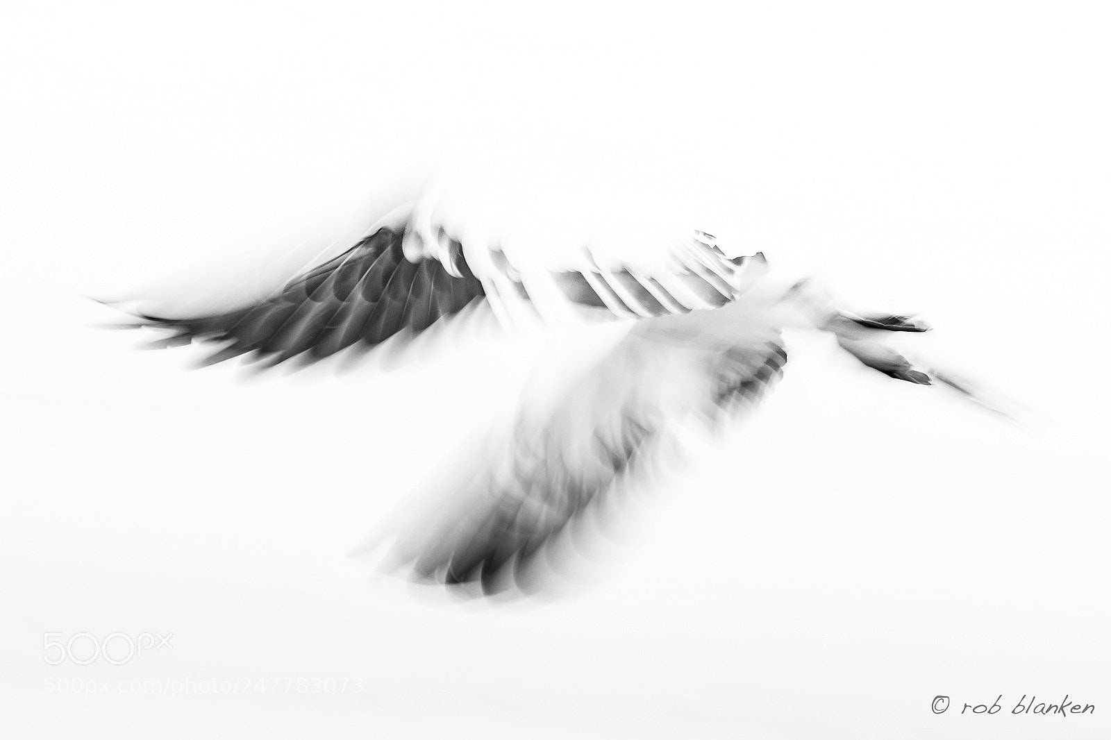Nikon D500 sample photo. Moving birds (6) photography