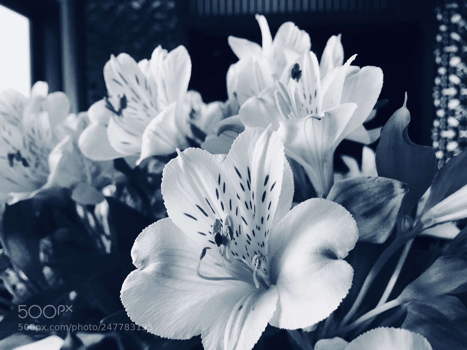 Apple iPhone 6s Plus sample photo. Untitled photography