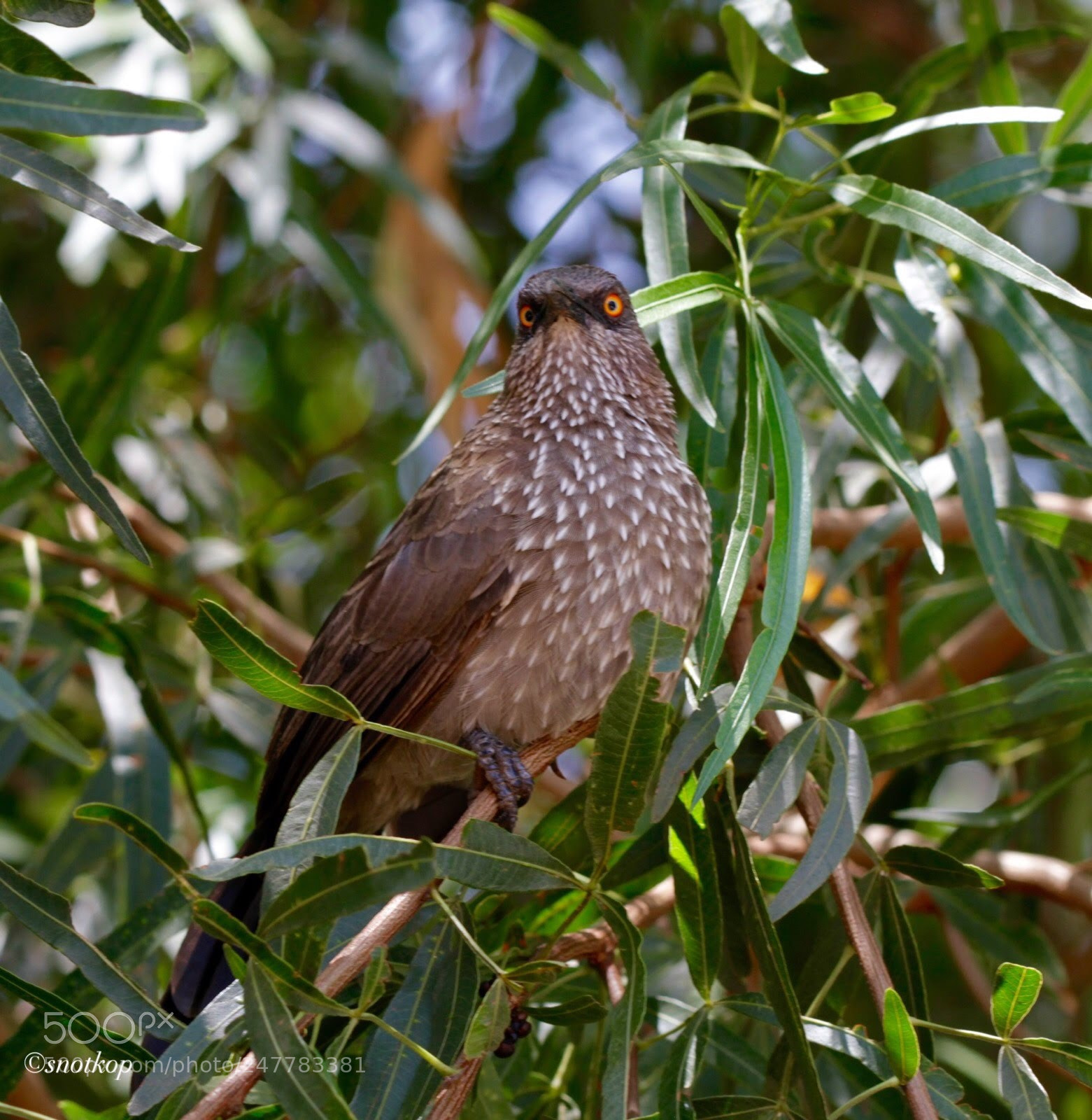 Canon EOS 7D sample photo. Babbling babbler photography
