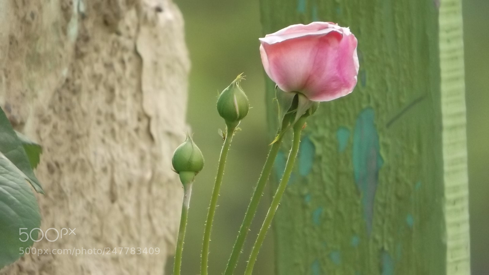Fujifilm FinePix S4800 sample photo. Chumurkone chitral / nature photography