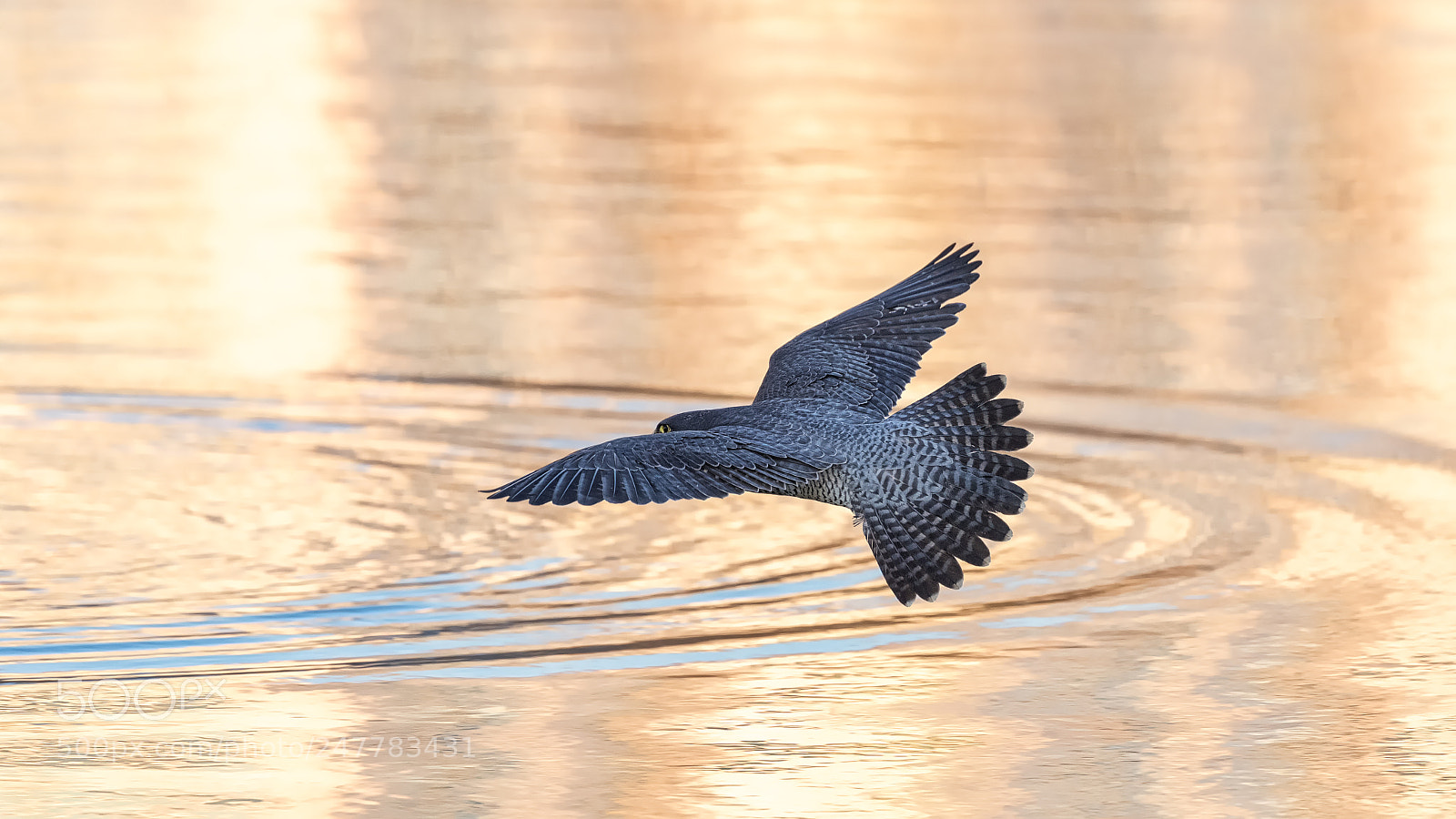 Canon EOS-1D X Mark II sample photo. Perigrine falcon photography