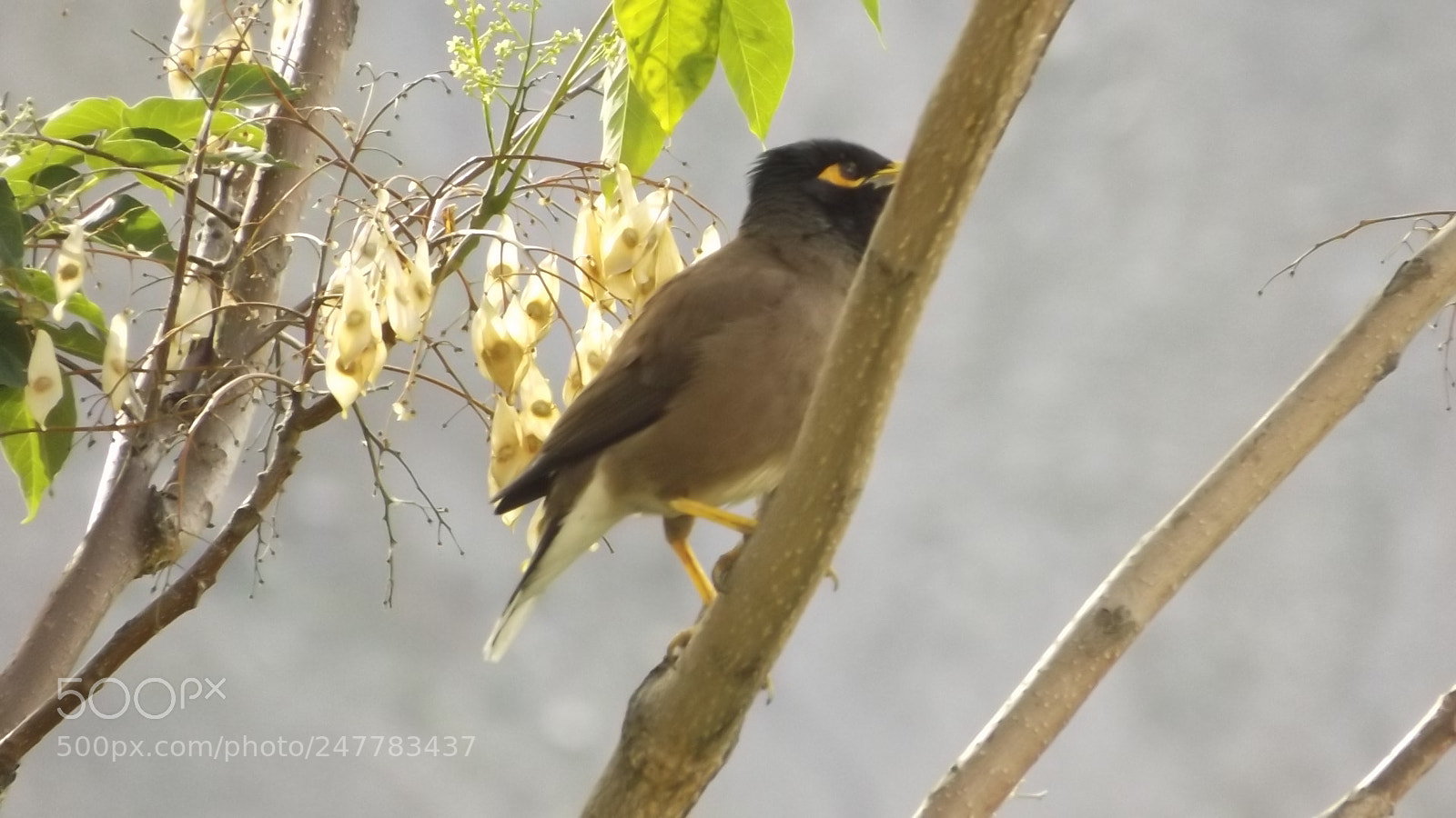 Fujifilm FinePix S4800 sample photo. Chumurkone chitral / nature photography