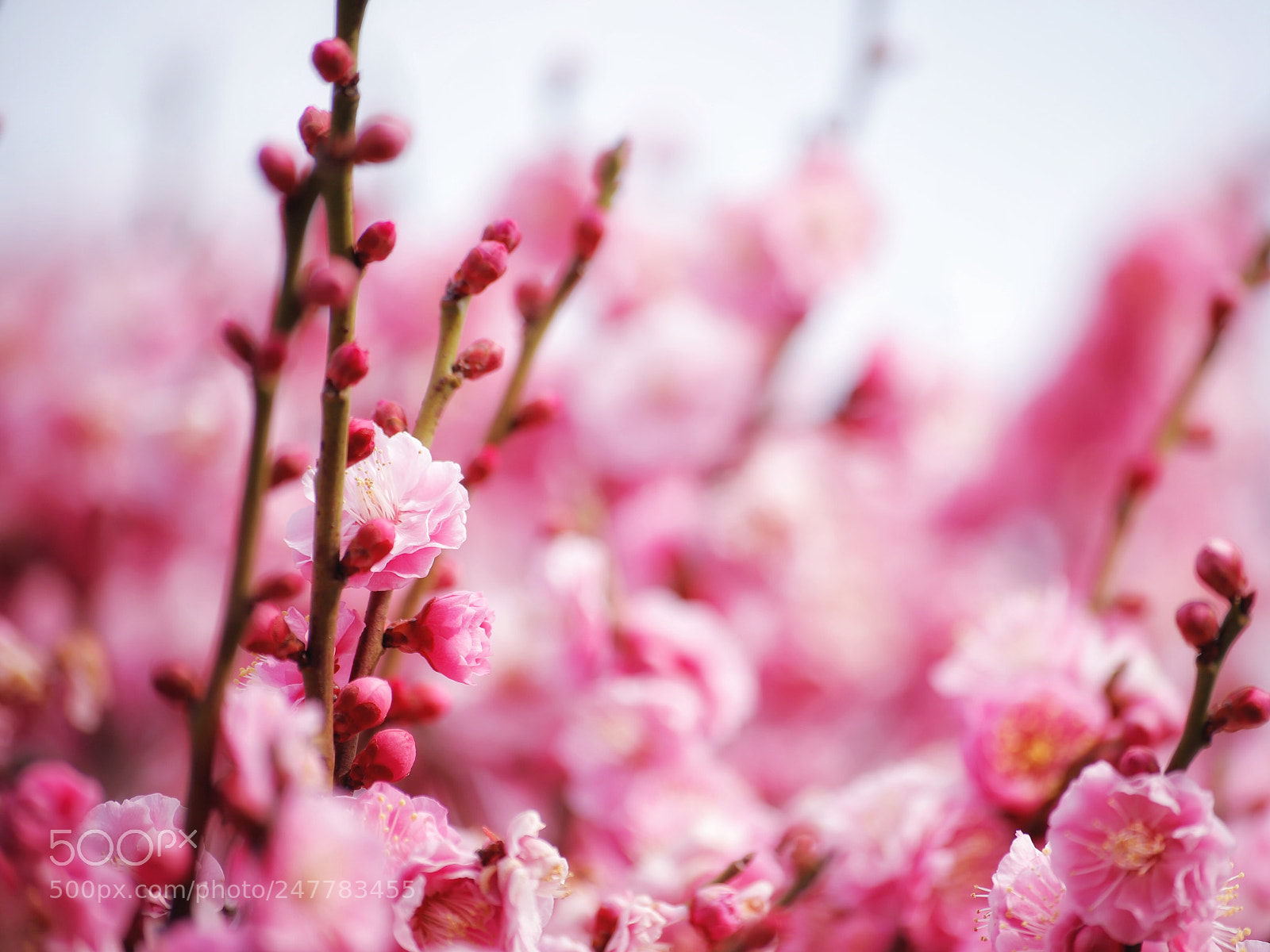 Canon EOS 6D Mark II sample photo. Ume in japan photography