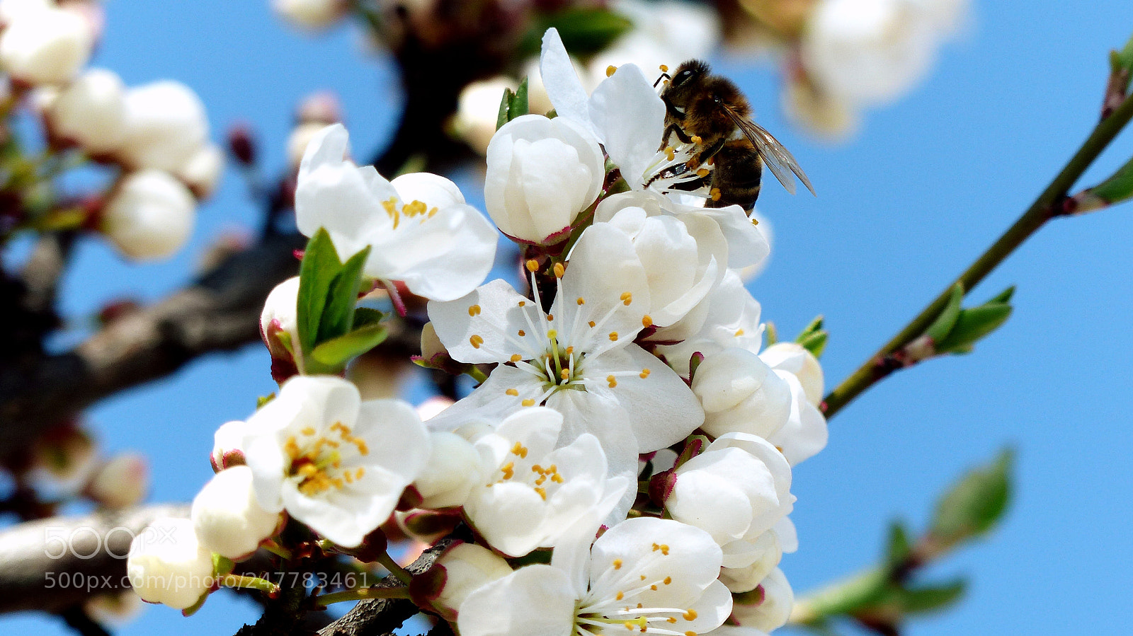 Panasonic Lumix DMC-FZ200 sample photo. Bee. photography