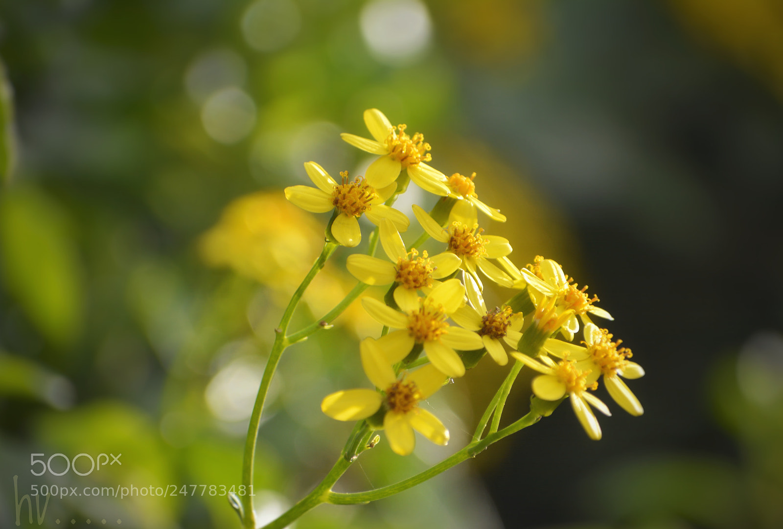 Nikon D7100 sample photo. Little suns photography
