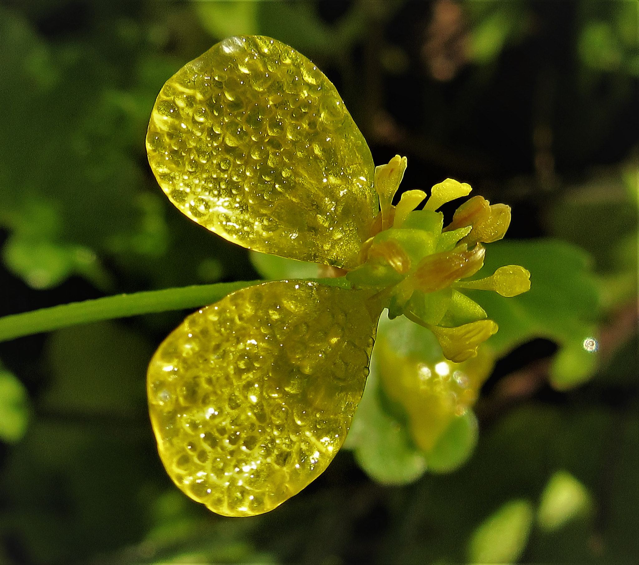 Canon PowerShot SX600 HS sample photo. Ranunculus marginatus photography