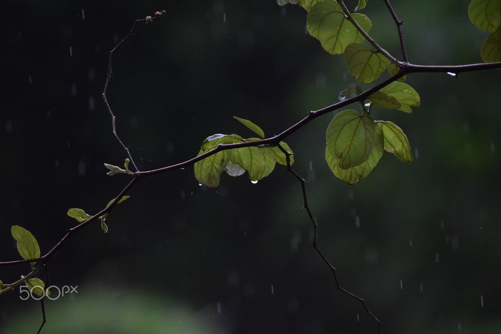 Nikon D3300 sample photo. Rain with water drops photography