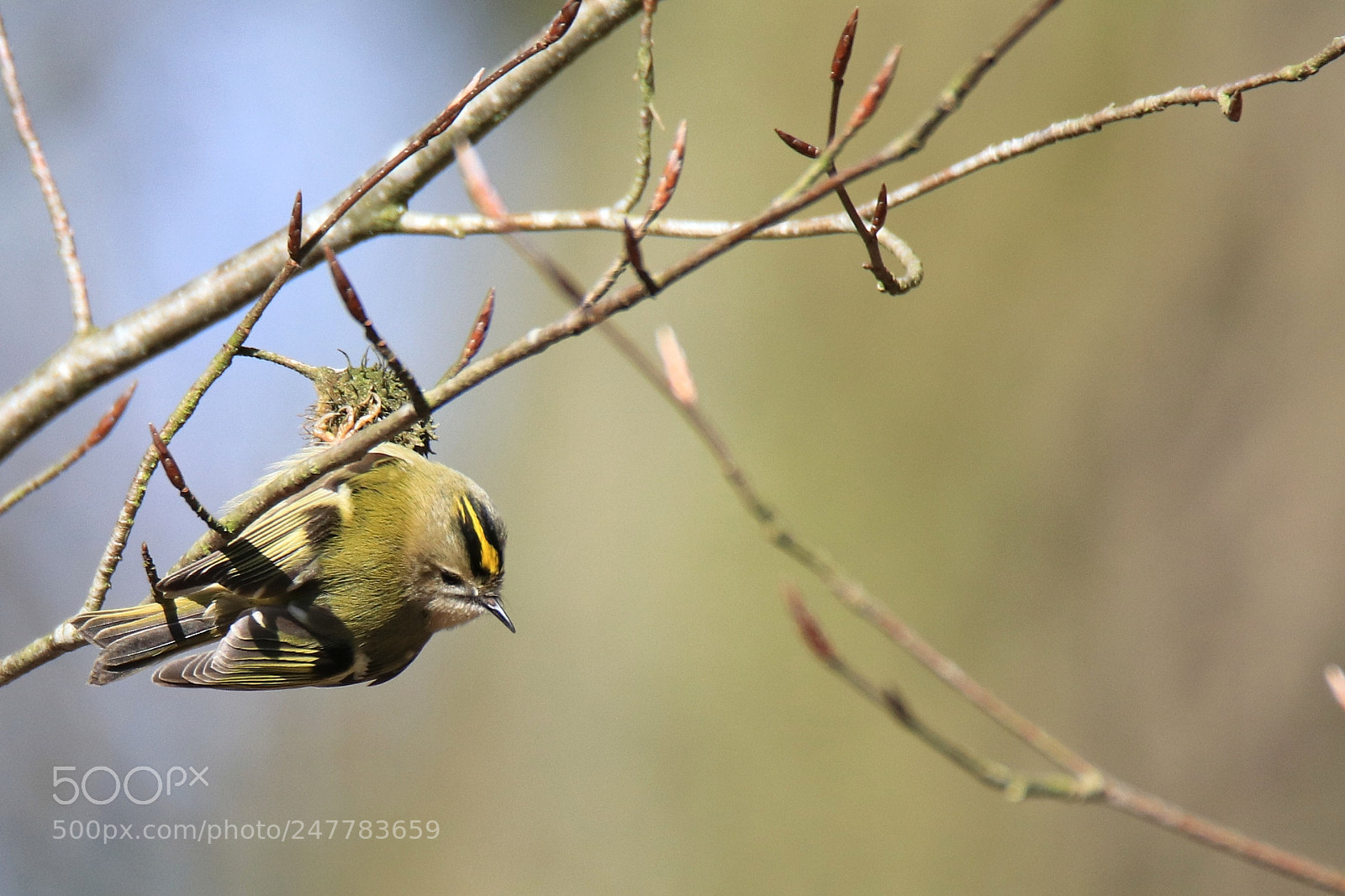 Canon EOS 80D sample photo. Goldcrest photography