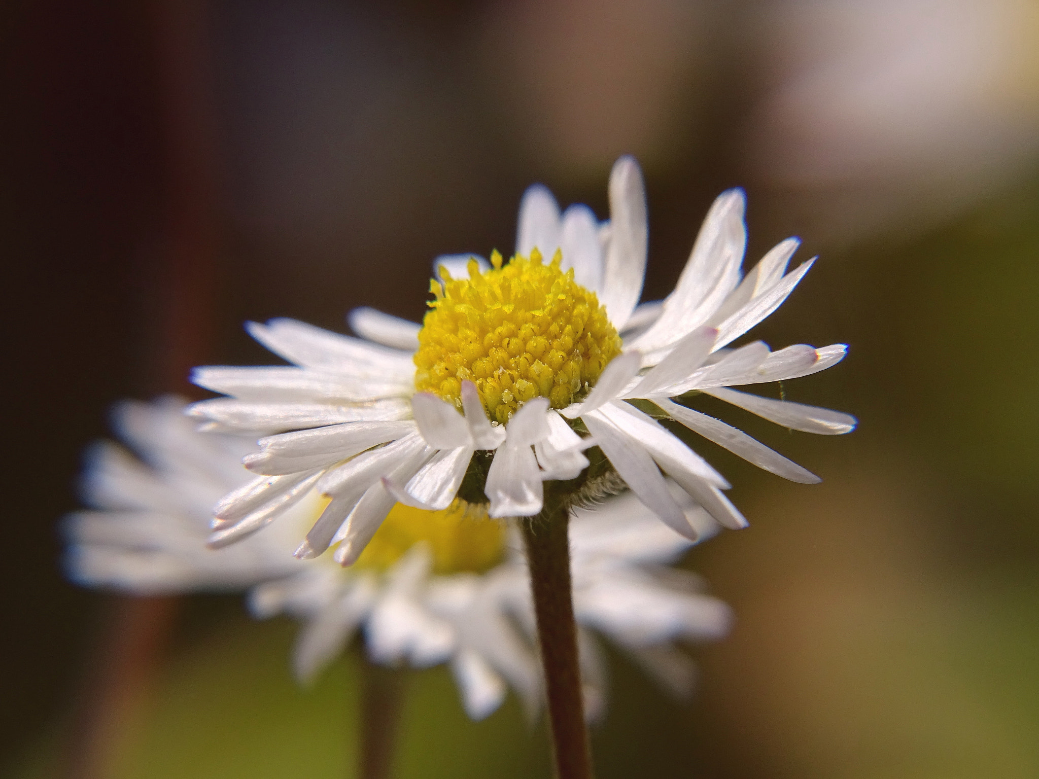 Sony Cyber-shot DSC-HX400V + Minolta AF 80-200mm F2.8 HS-APO G sample photo. 34_2018.jpg photography