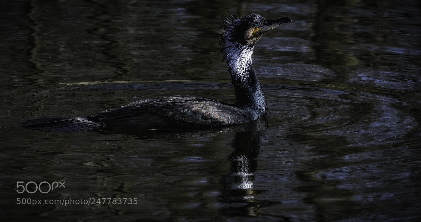 Nikon D7100 sample photo. Cormorant in the winter photography