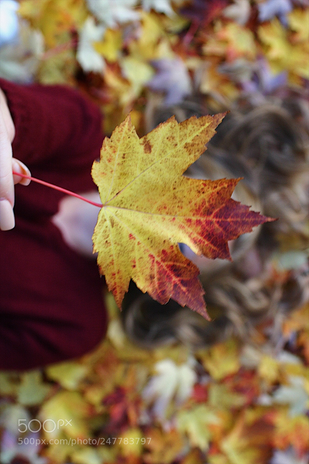 Canon EOS 300D (EOS Digital Rebel / EOS Kiss Digital) sample photo. I miss fall photography