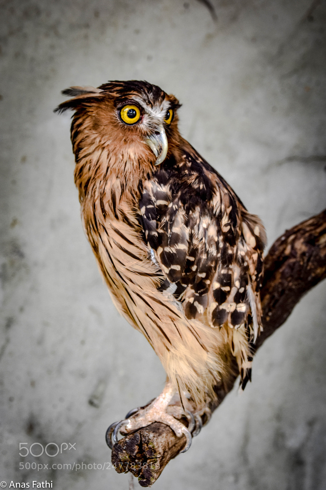 Nikon D7200 sample photo. Owl portrait. photography