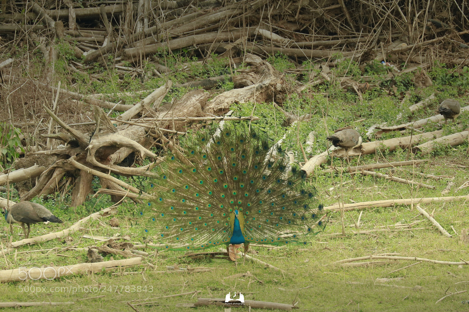 Canon EOS 750D (EOS Rebel T6i / EOS Kiss X8i) sample photo. Peacock photography