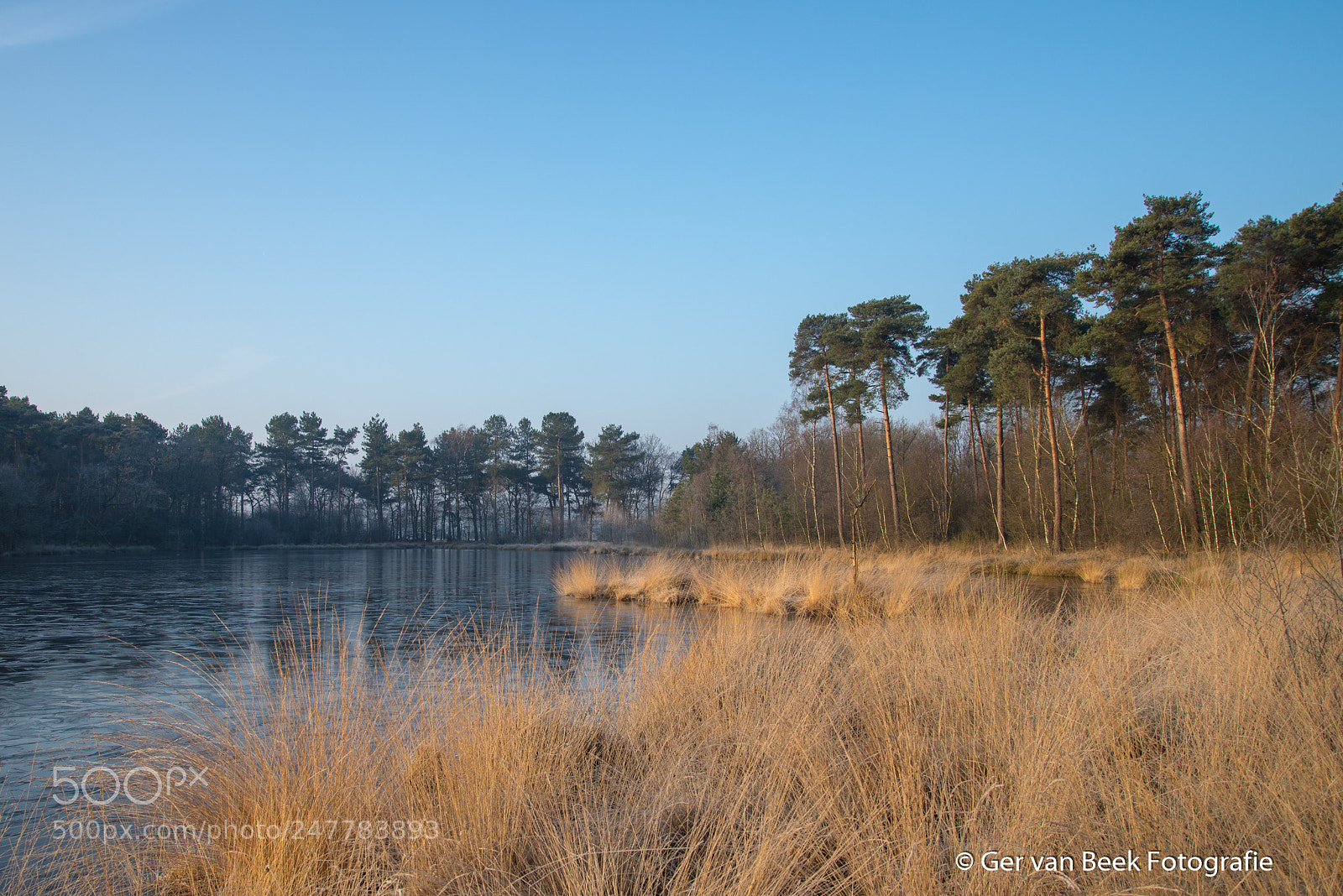 Nikon D610 sample photo. Oisterwijkse bossen en vennen photography