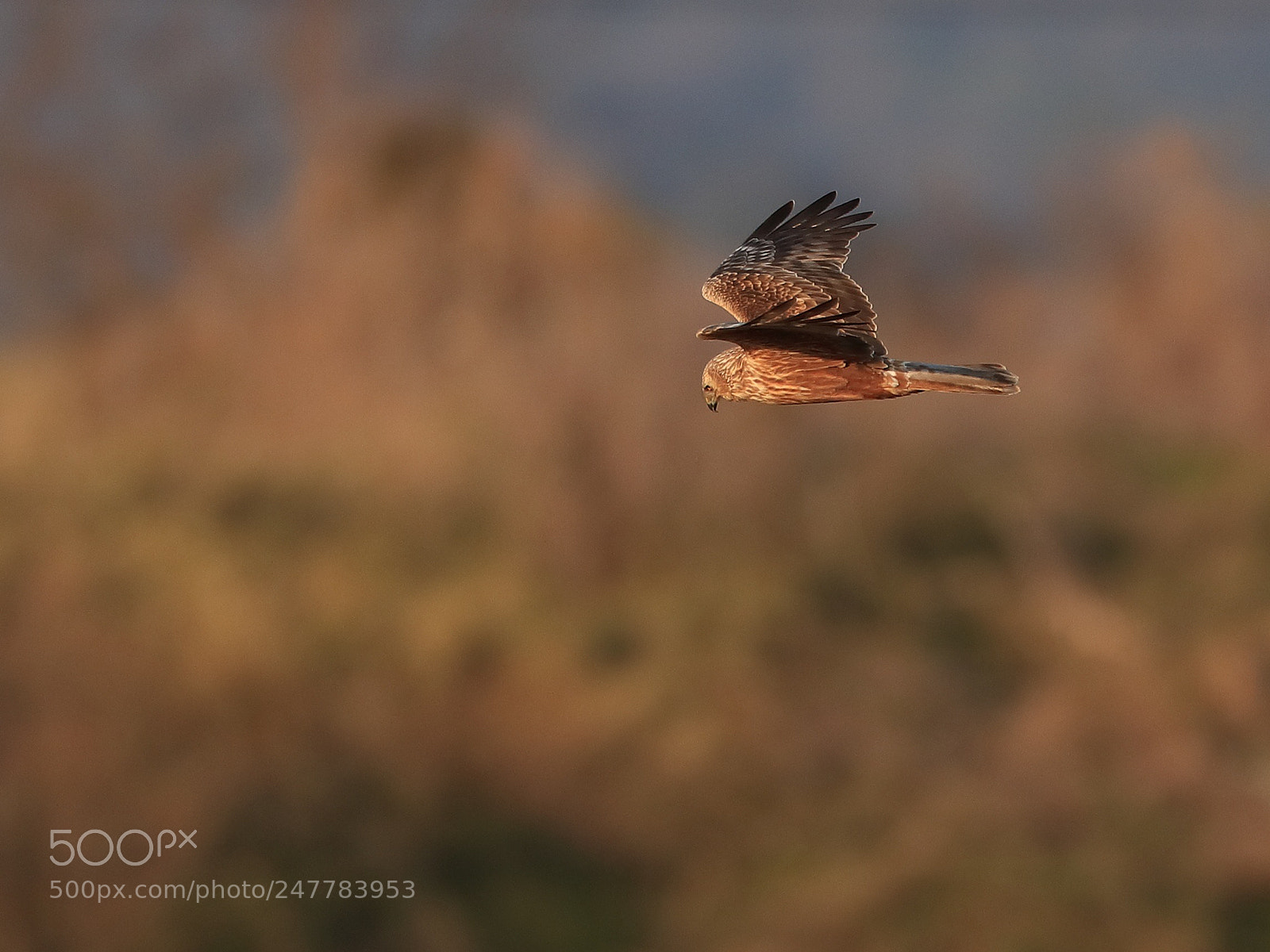 Canon EOS-1D X Mark II sample photo. チュウヒ eastern marsh harrier photography
