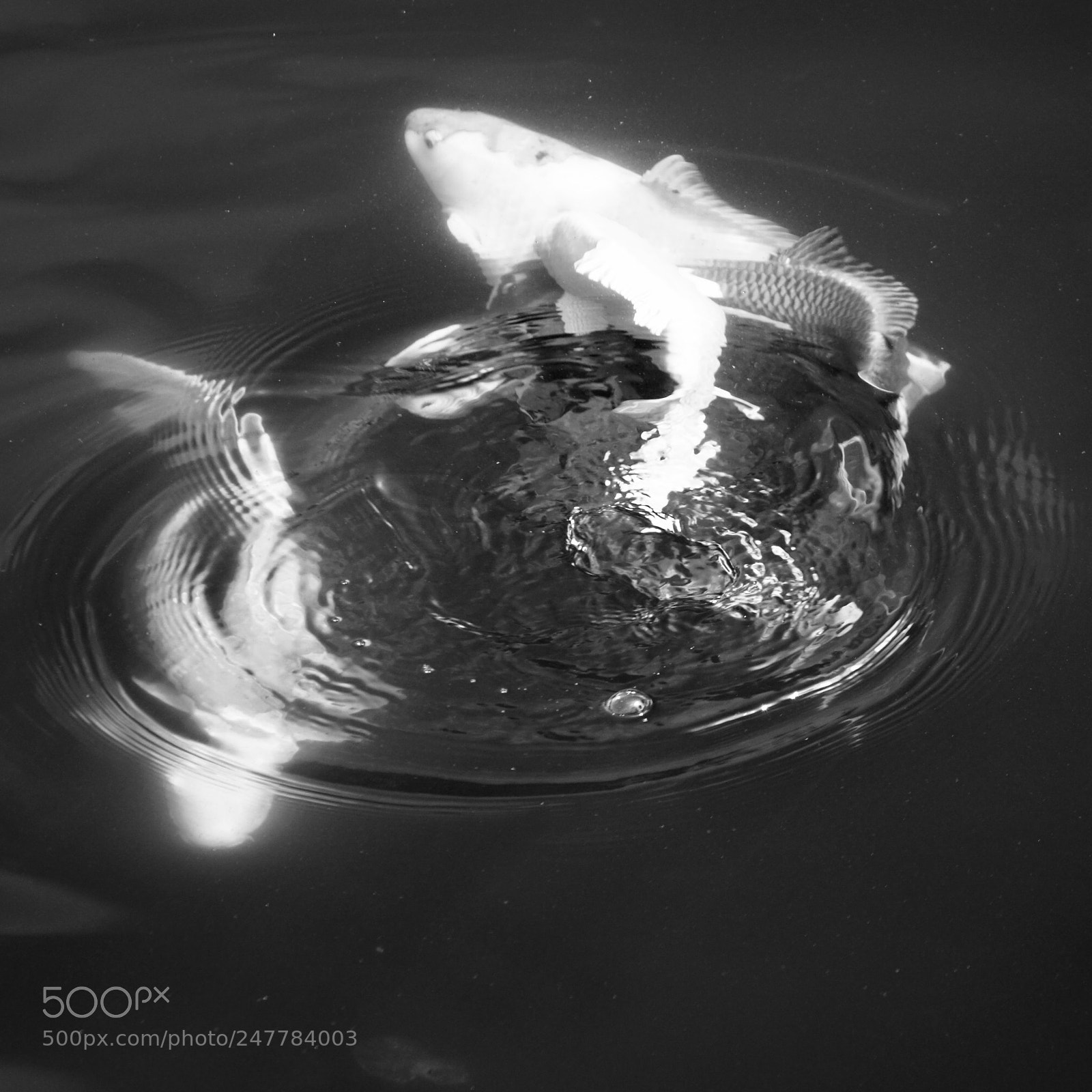 Sony a6300 sample photo. Fish pond playing photography