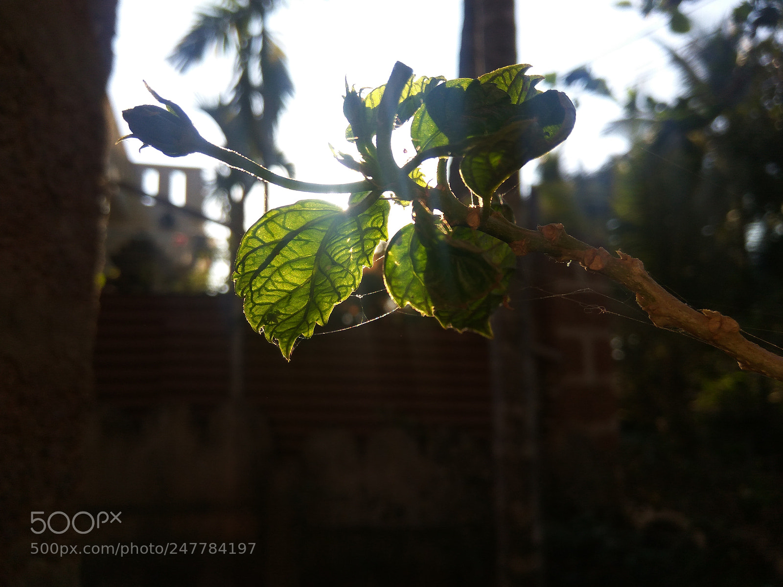 Xiaomi Redmi Note3 sample photo. Untitled photography