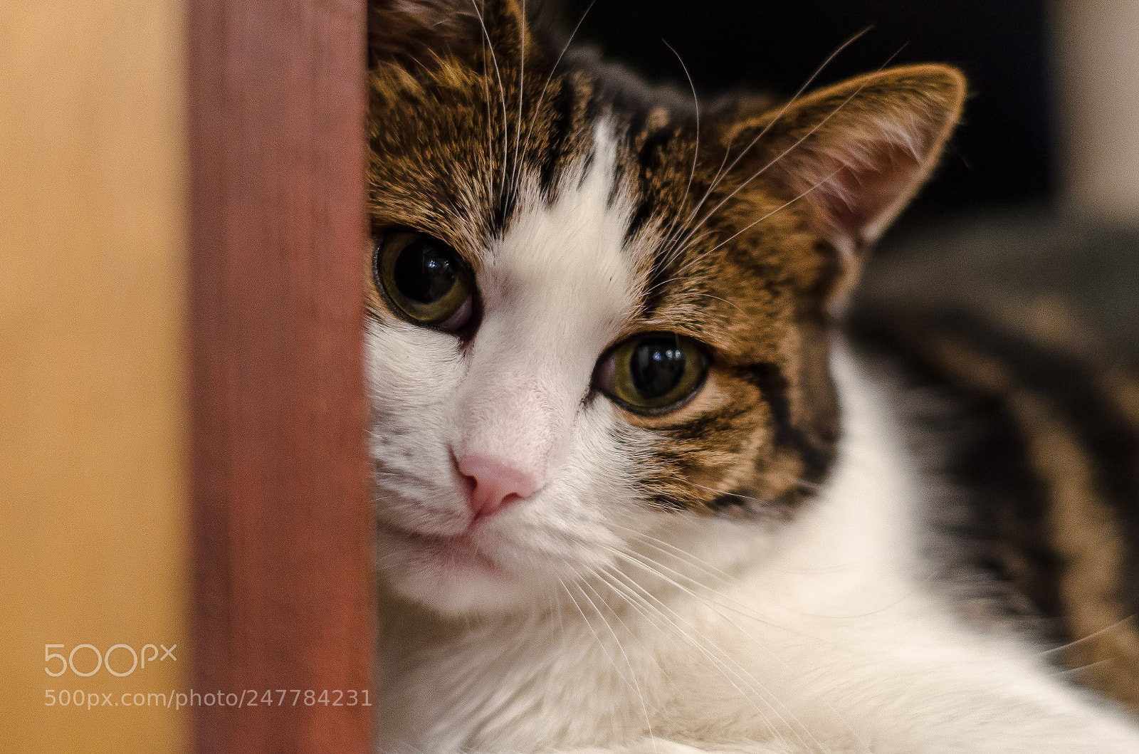 Nikon D5100 sample photo. The cat photography