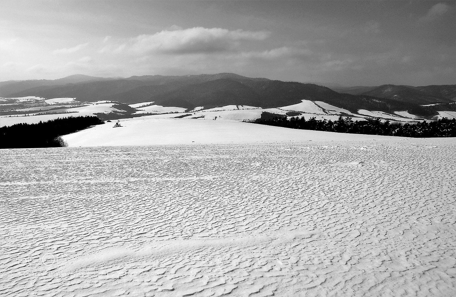 Olympus OM-D E-M10 sample photo. Winther forest iv photography