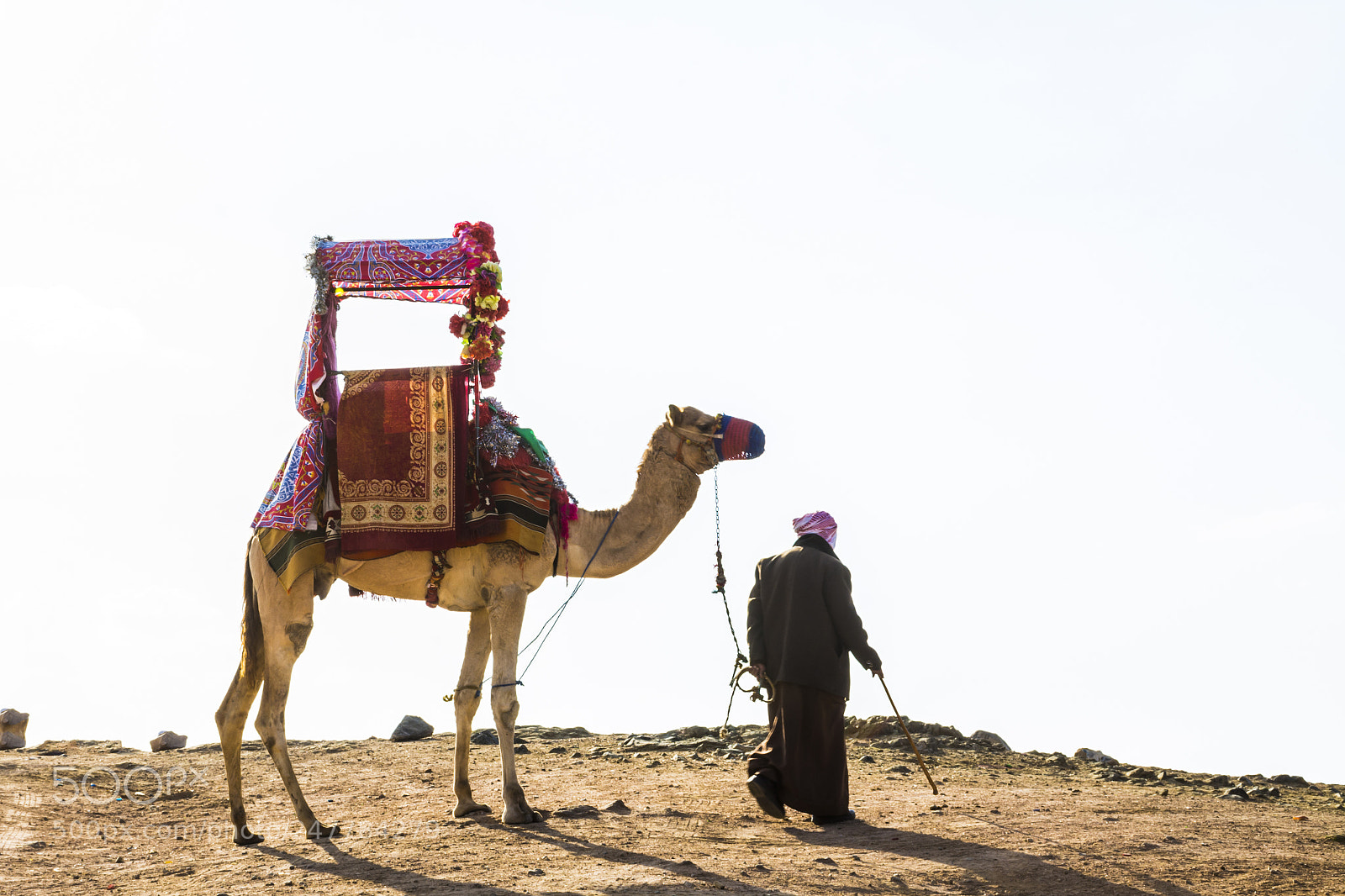 Nikon D7100 sample photo. Camel safari photography